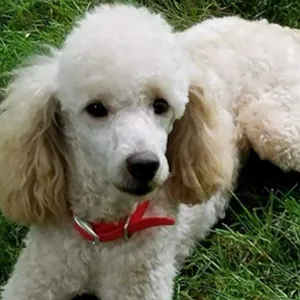 Harvey Silver Miniature Poodle
