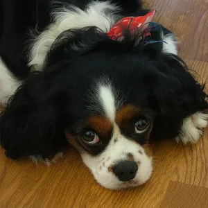 Holly AKC Registered Cavalier